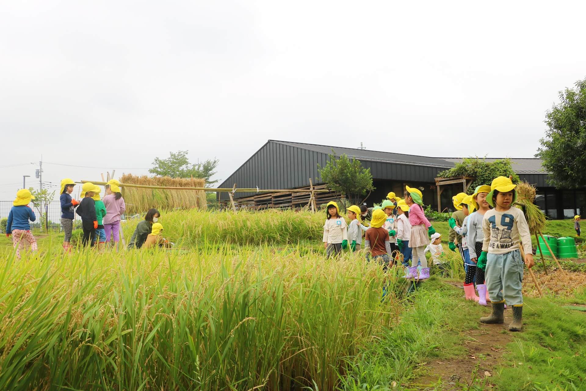 園庭の棚田の稲が実った万博公園どろんこ保育園