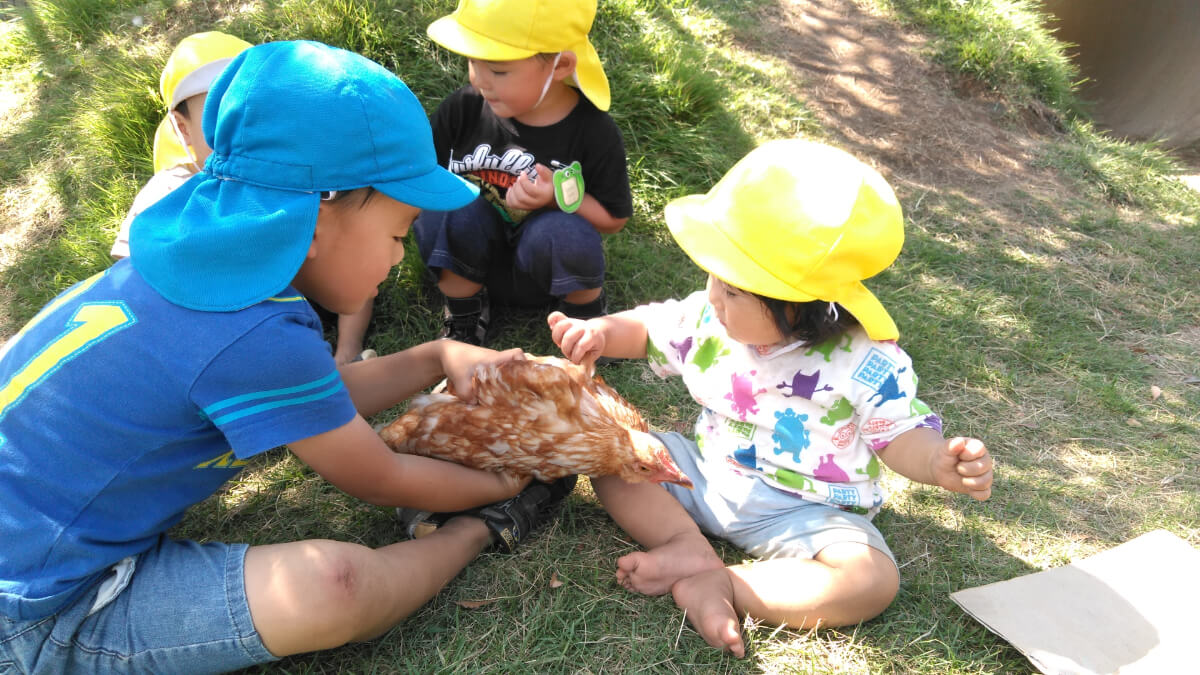 鶏をさわる0歳児