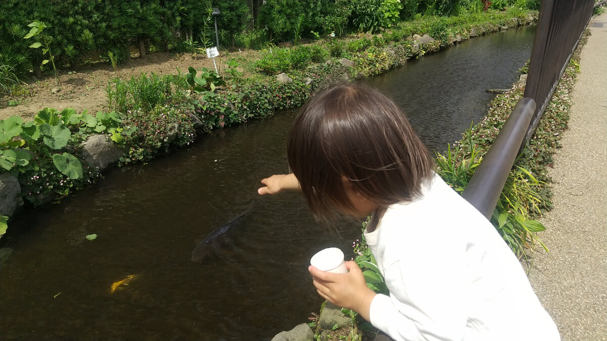 魚に餌をやる子ども