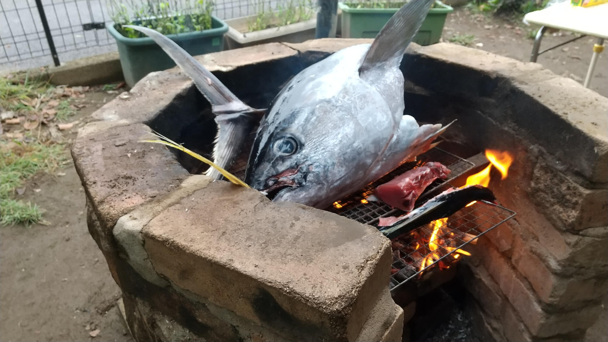 園庭のかまどでマグロを焼く様子