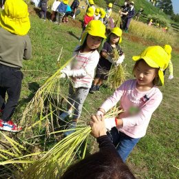 一宮どろんこ保育園「ピカピカの白米を食べたよ」