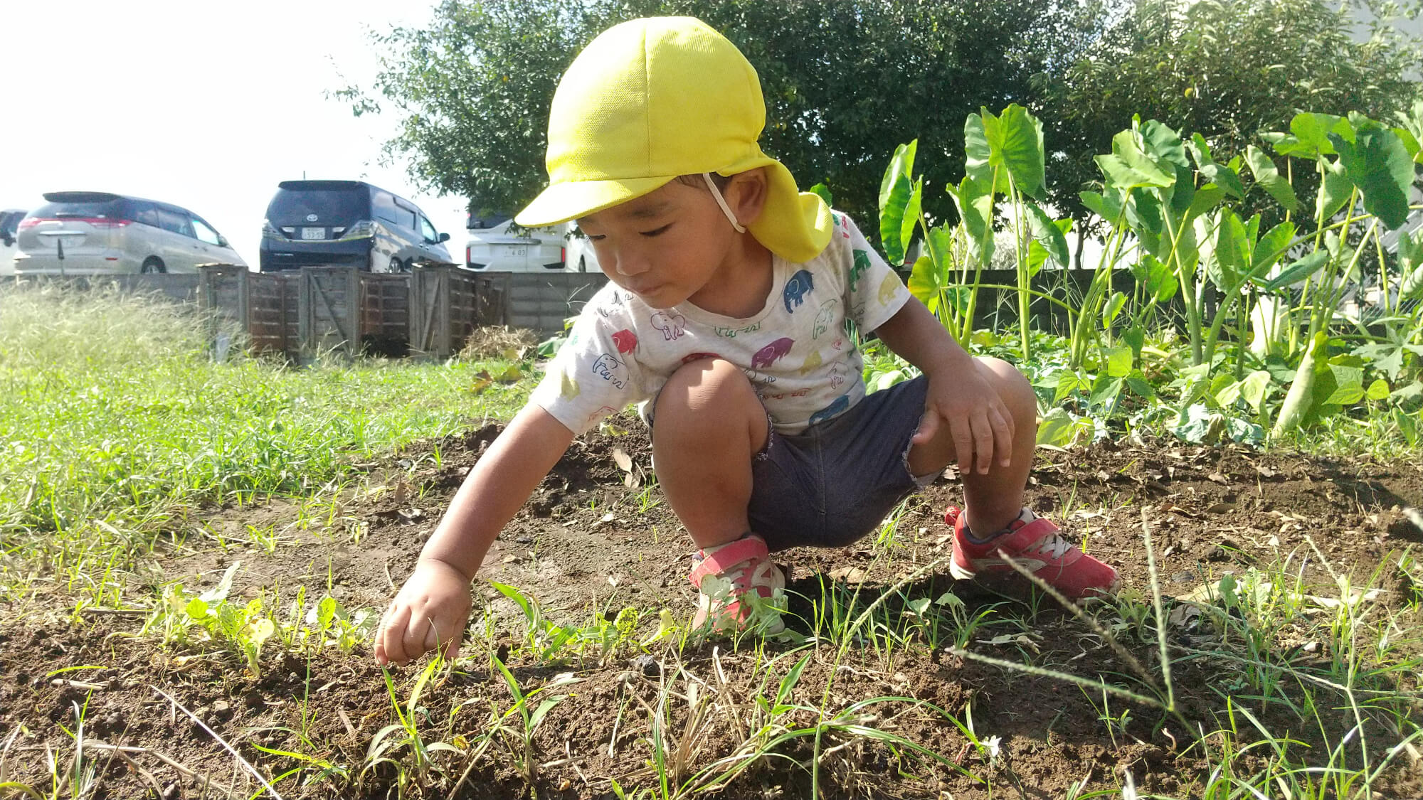 雑草抜きをする子ども