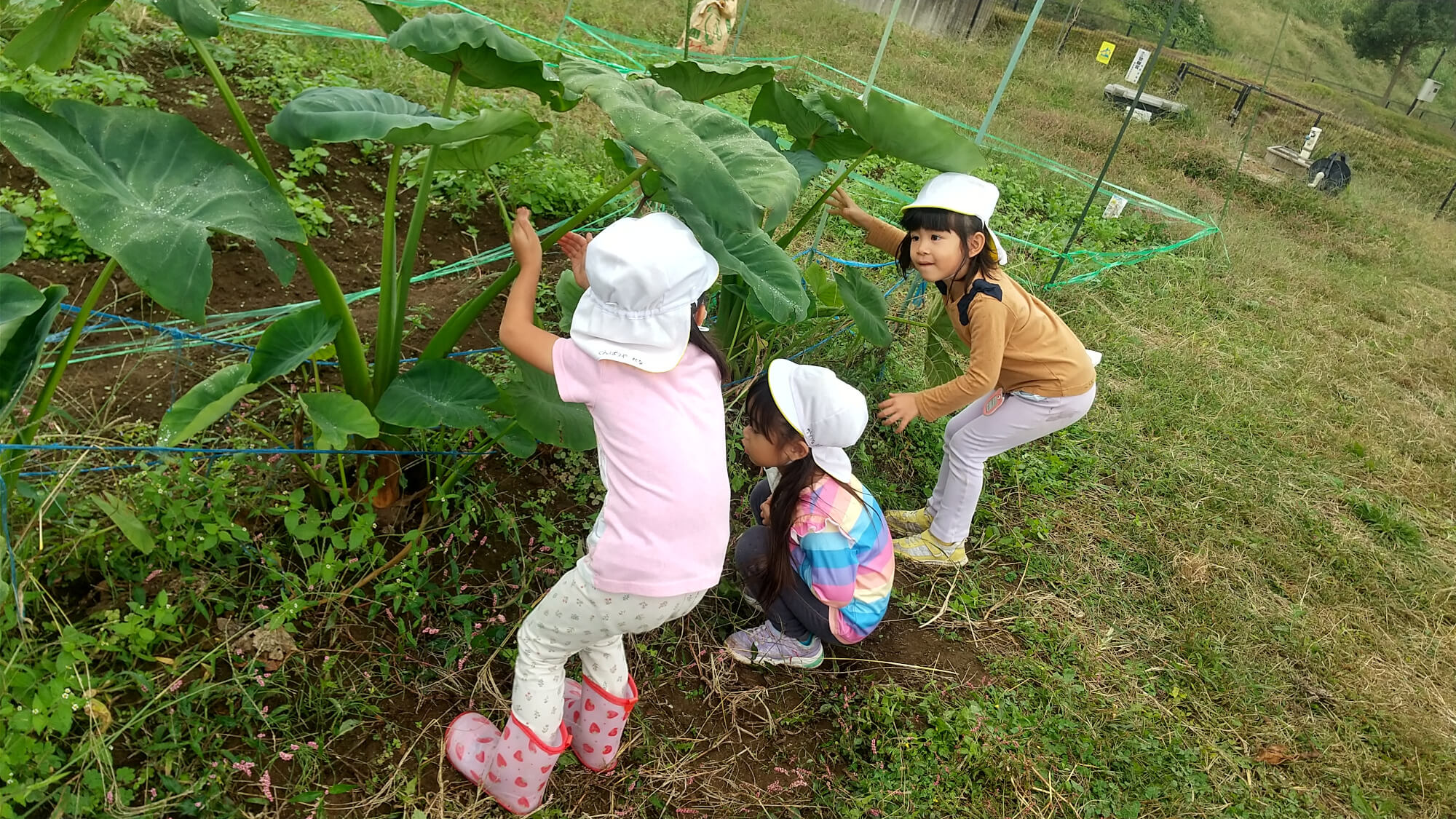 里芋の葉っぱで遊ぶ子どもたち