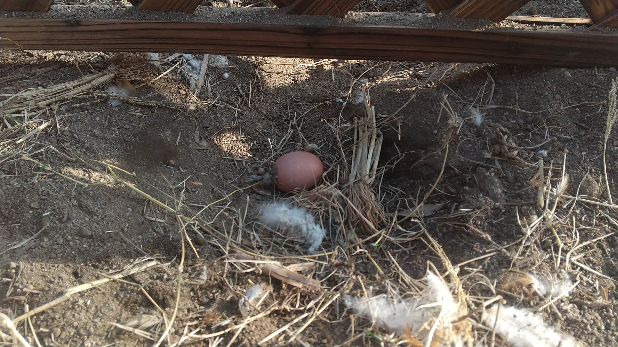 鶏小屋に落ちていたたまご