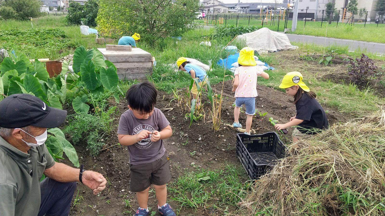 畑仕事をする子どもたち