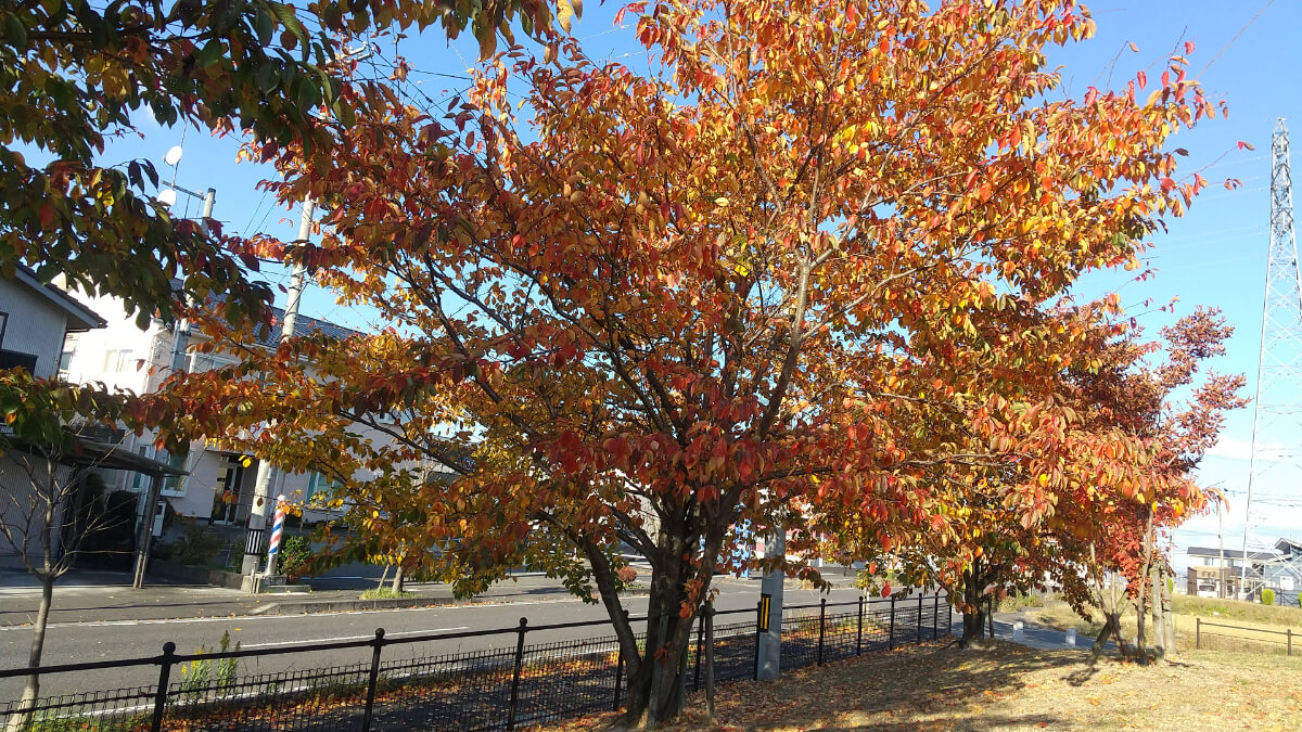 紅葉した樹木