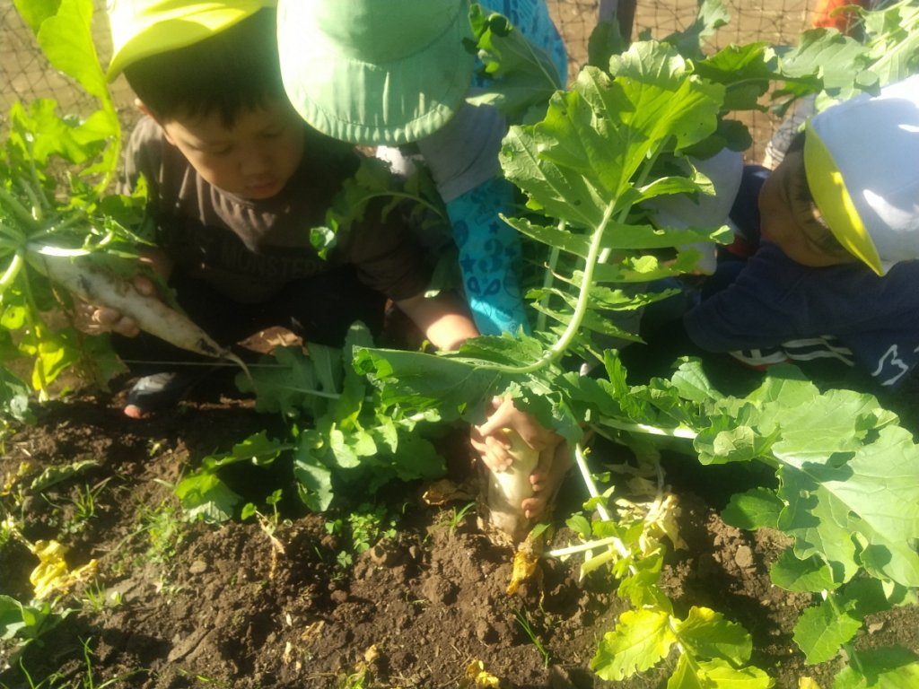 大根を引き抜く子どもたち