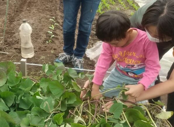 さつまいものツルをどかす作業をする子ども