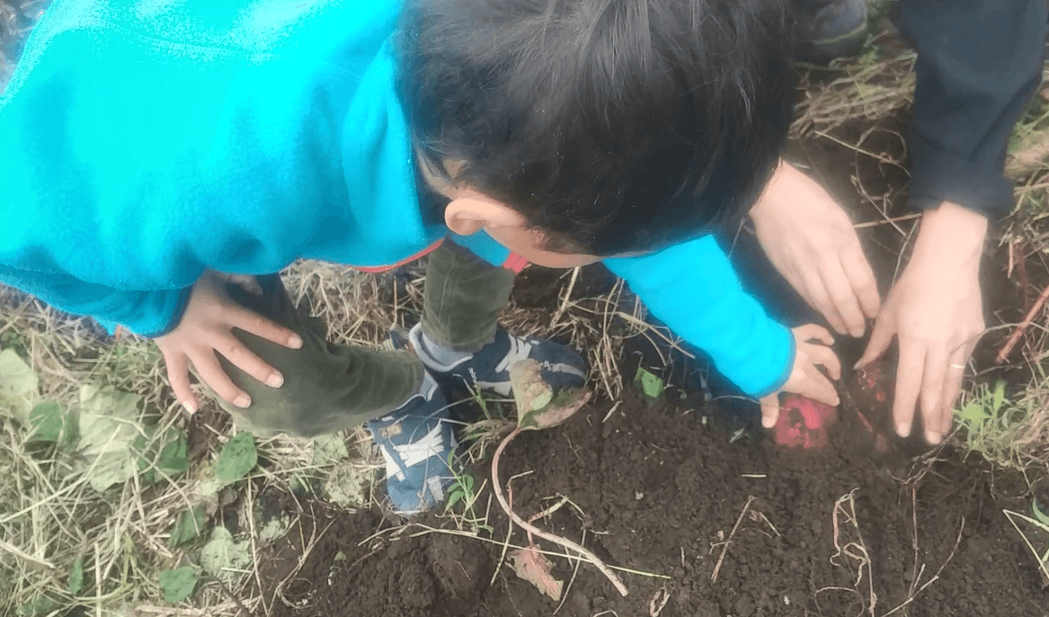 土の中のさつまいもを見つける子ども