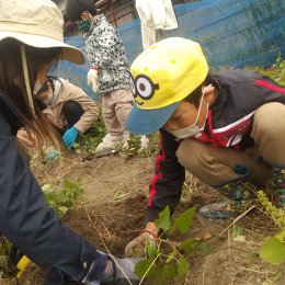 芋を掘り出す子どもたち