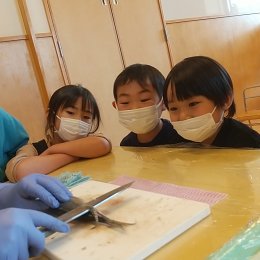 魚を捌く様子をみる子どもたち