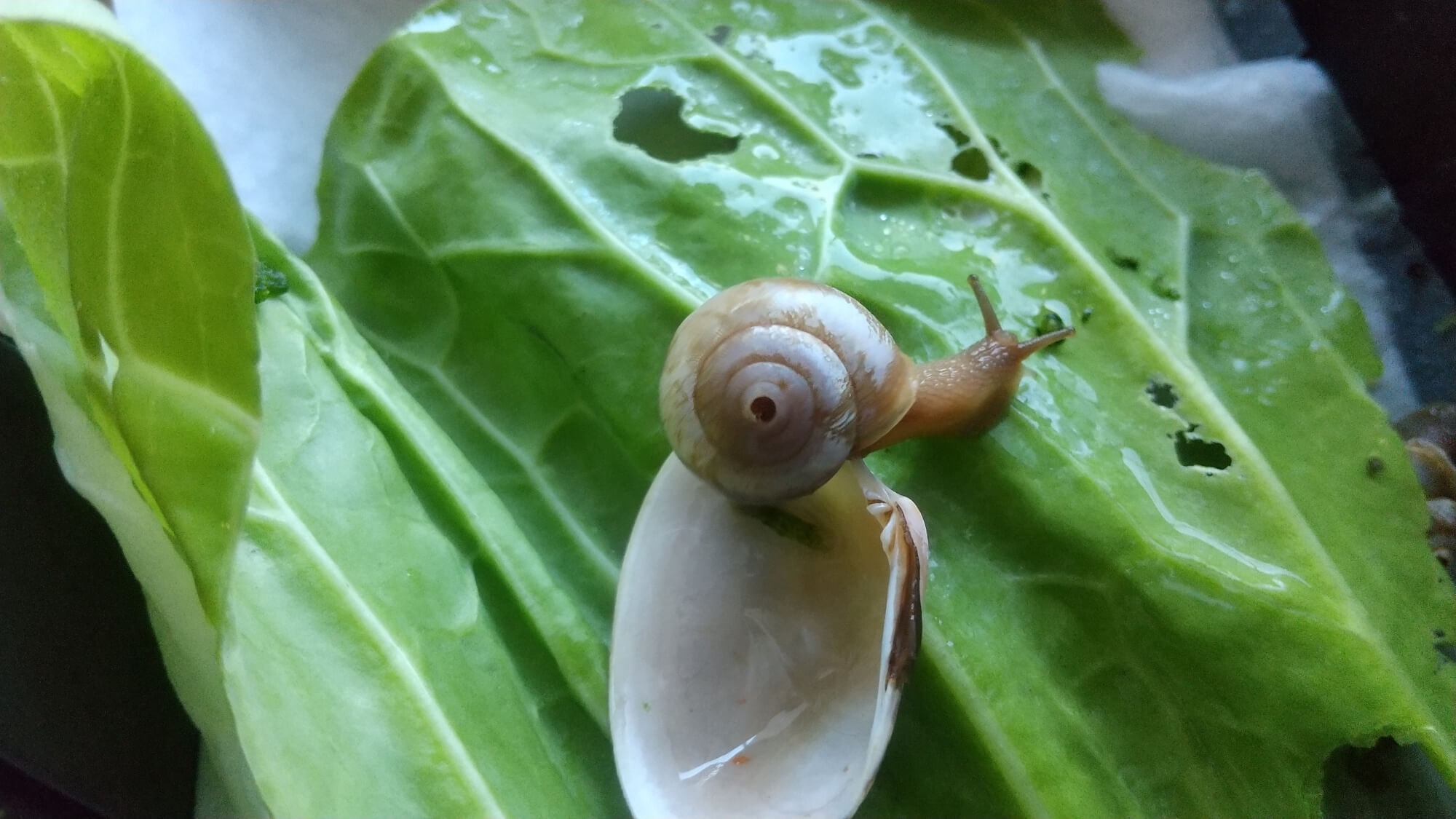 優しを食べるカタツムリ