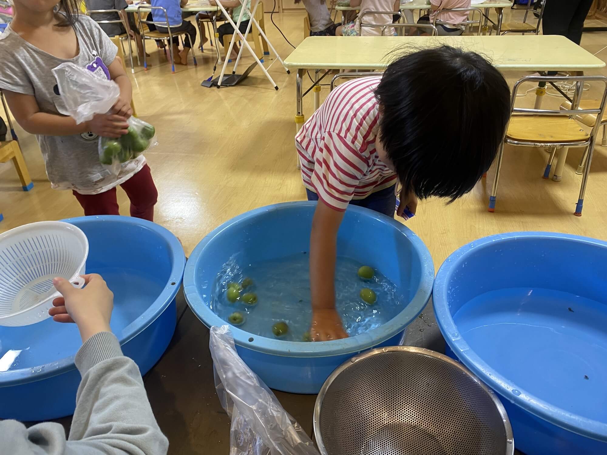 新鮮な梅に触れる