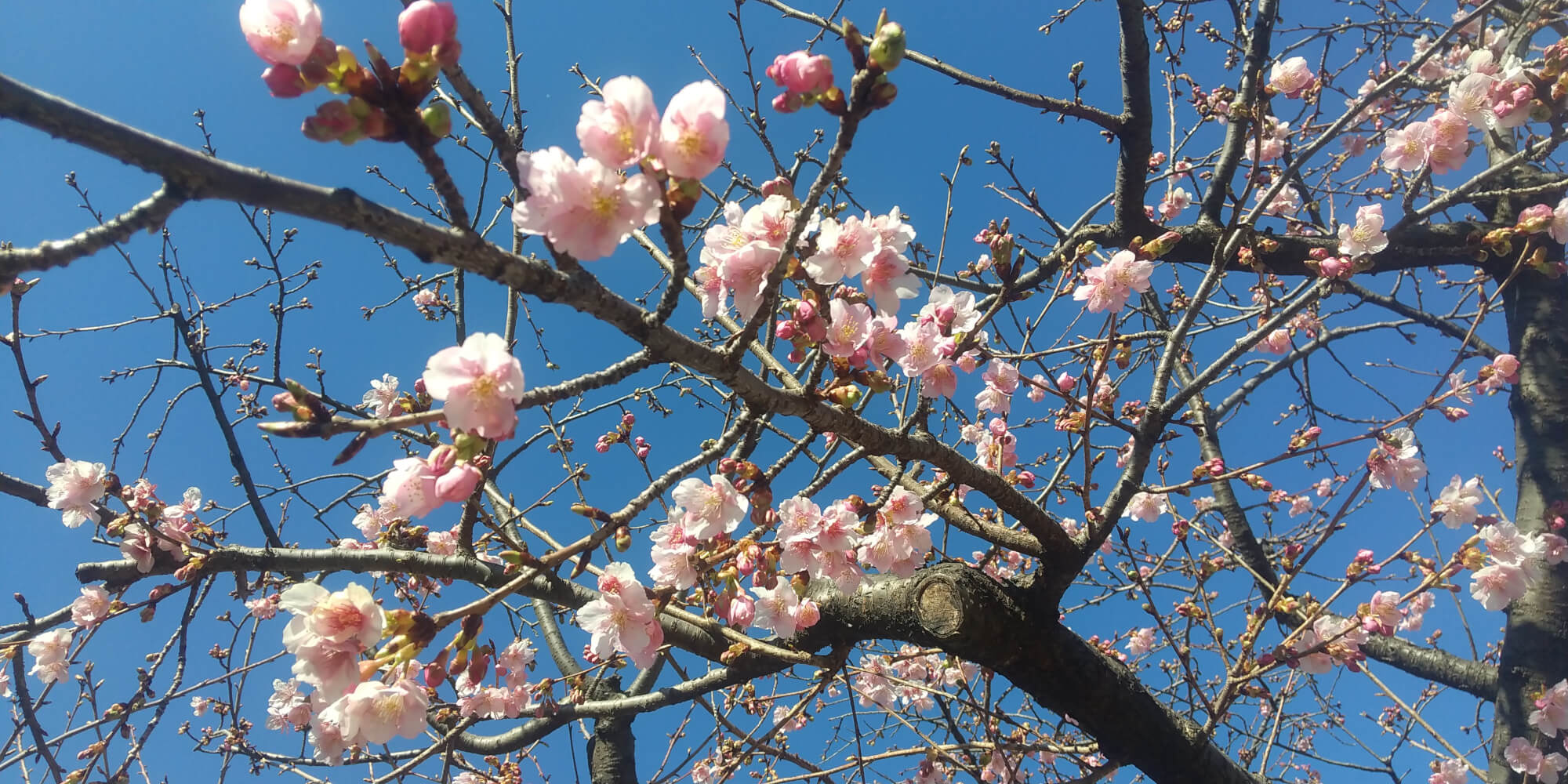 桜の木