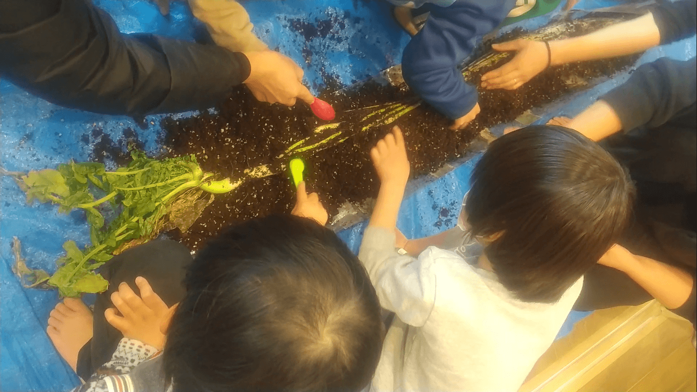 大根を収穫する子どもたち