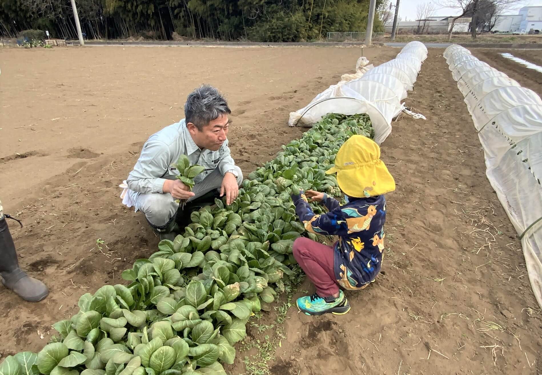 初の小松菜収穫には高堀代表も参加