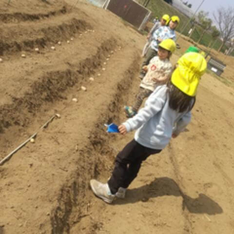 じゃがいもの種芋を植える様子