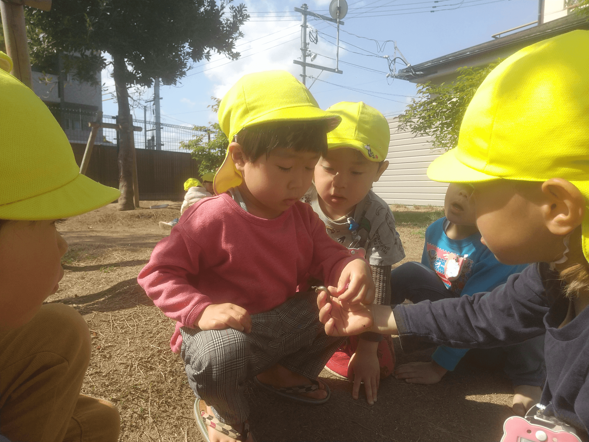 園庭でカナヘビを観察する子どもたち