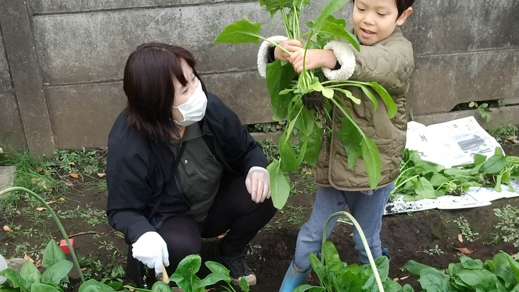 自分で野菜を引き抜く子ども