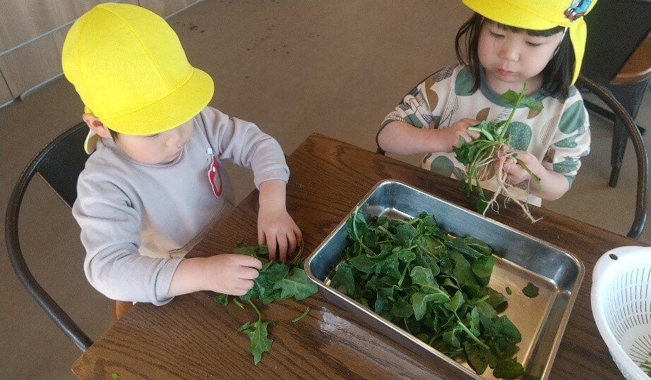 ほうれん草の葉をちぎる子どもたち