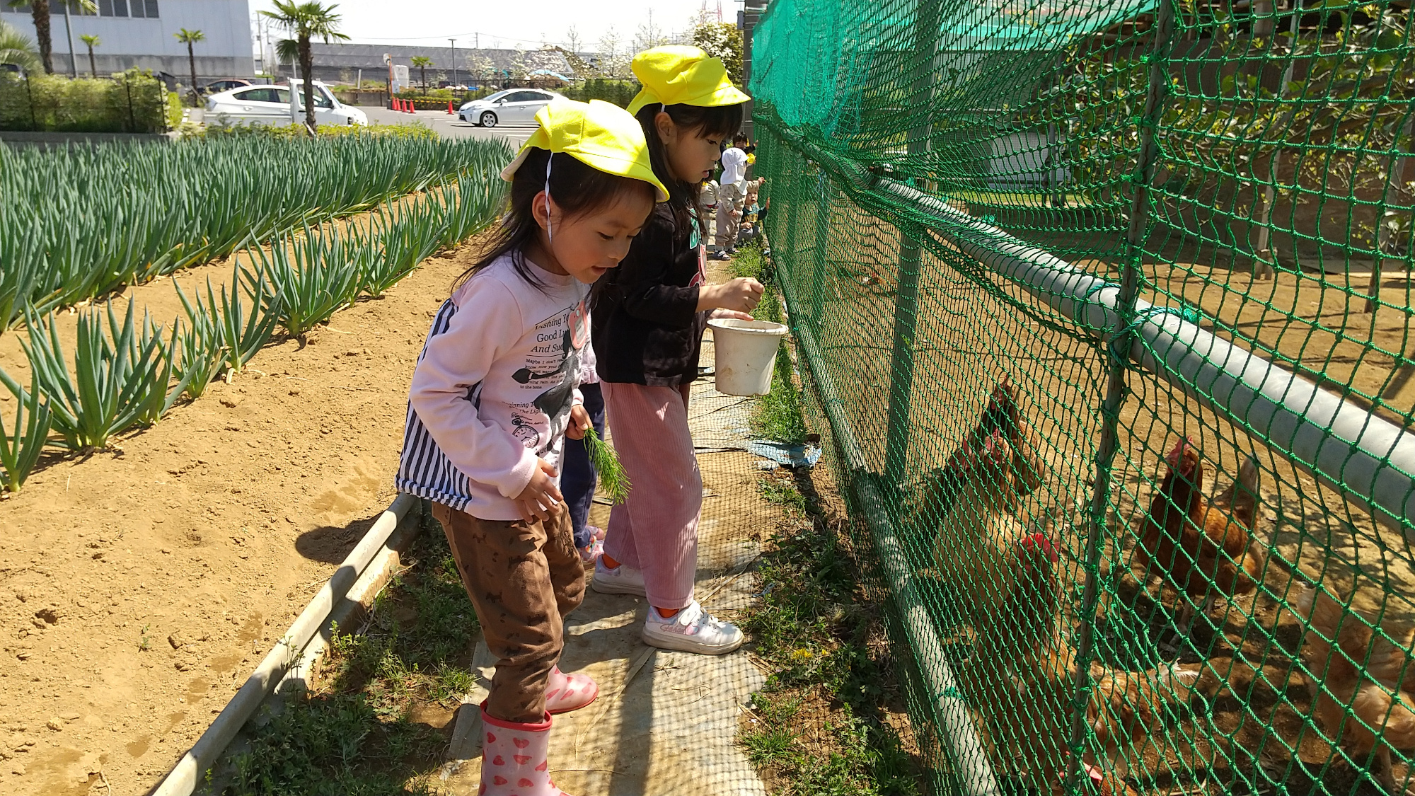 鶏を小屋の外から眺める子どもたち