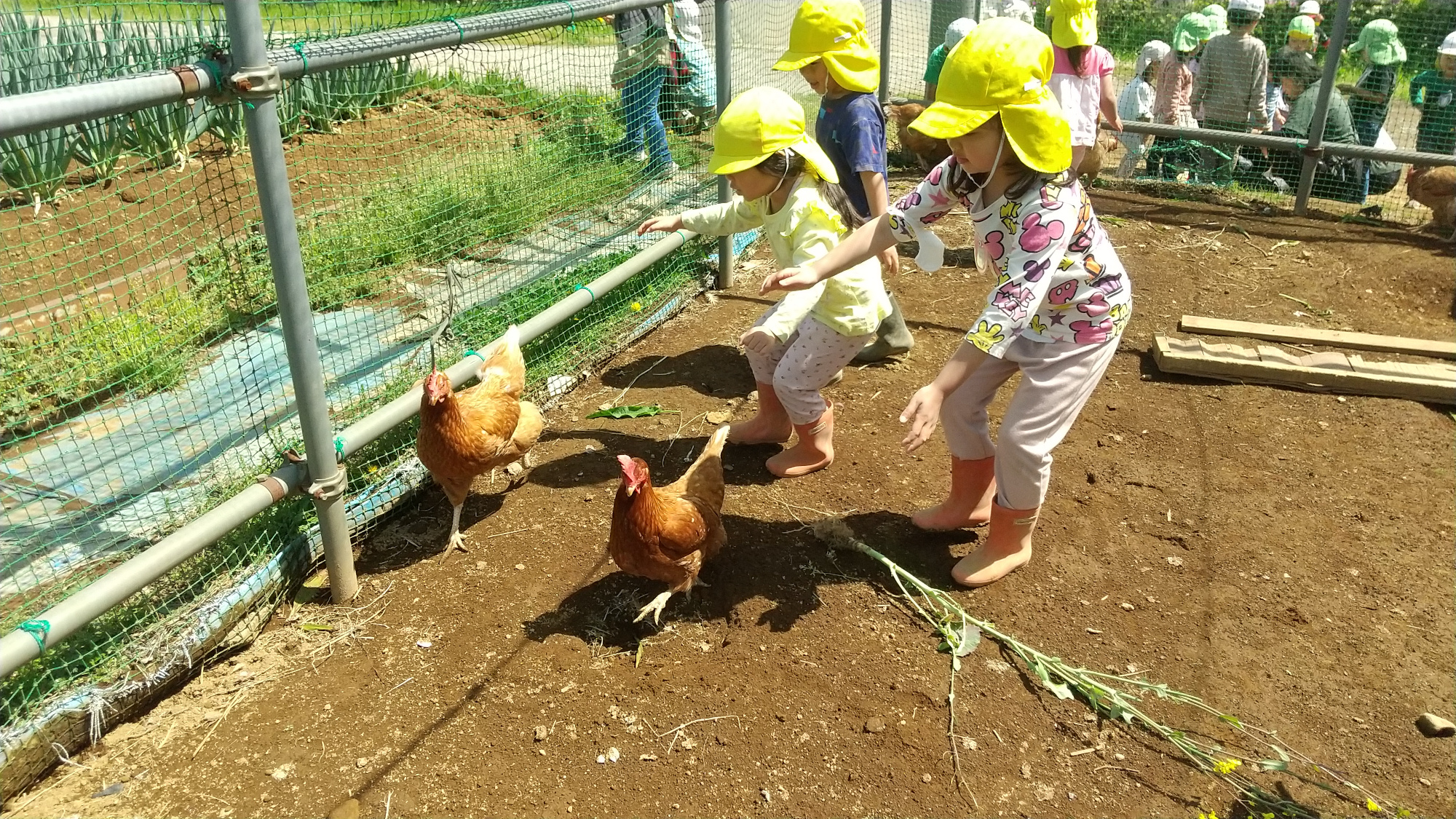 鶏を追いかける子どもたち