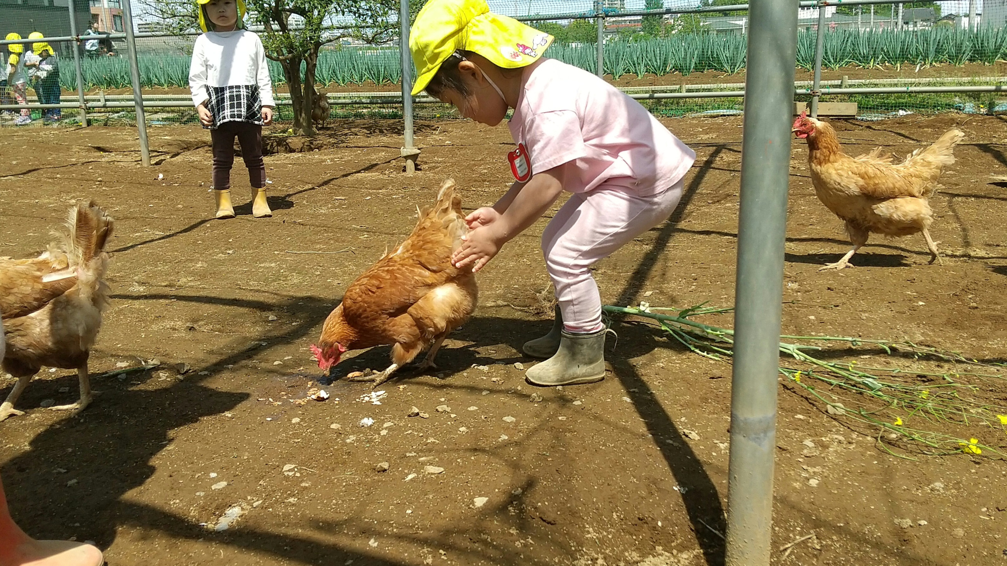 鶏を抱っこしようとする子ども