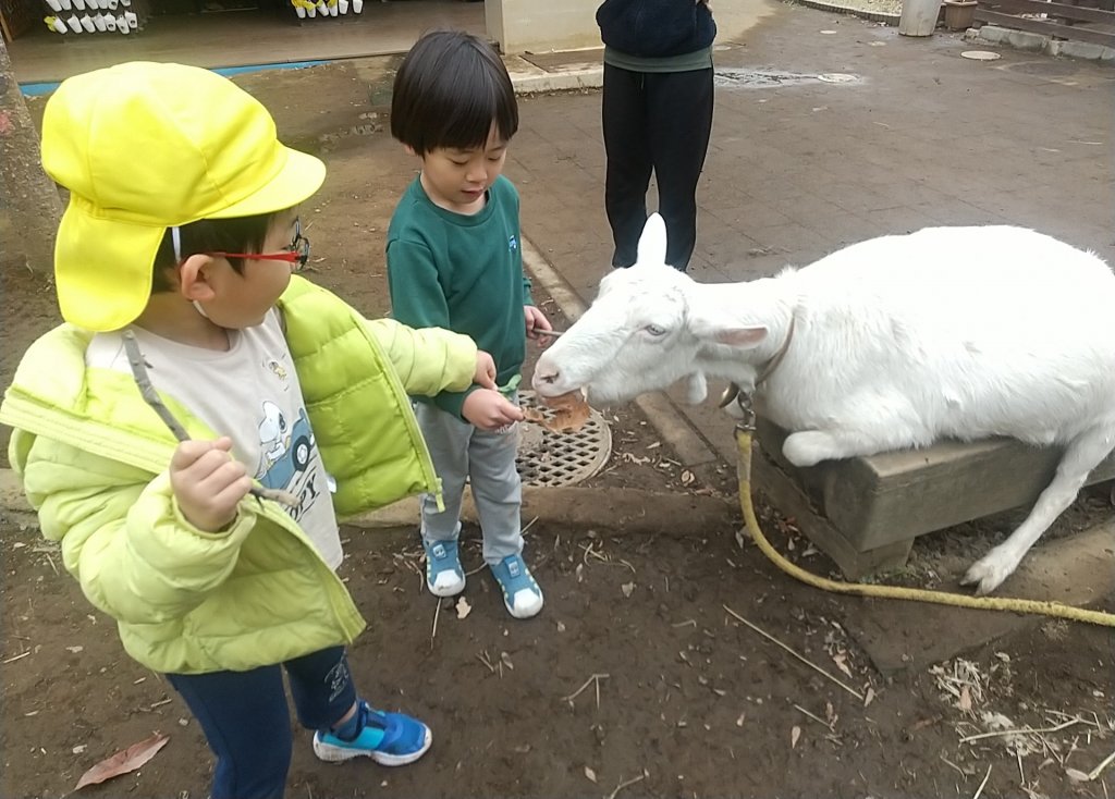 ヤギに餌をやる子どもたち