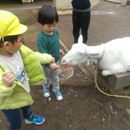 ヤギに餌をやる子どもたち