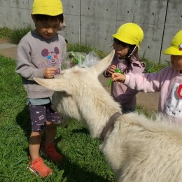 ヤギに餌をあげる子どもたち