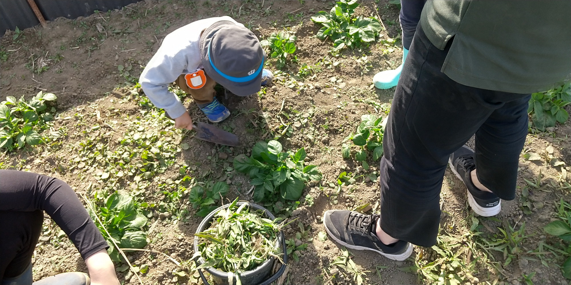 じゃがいも畑で草むしりをする様子