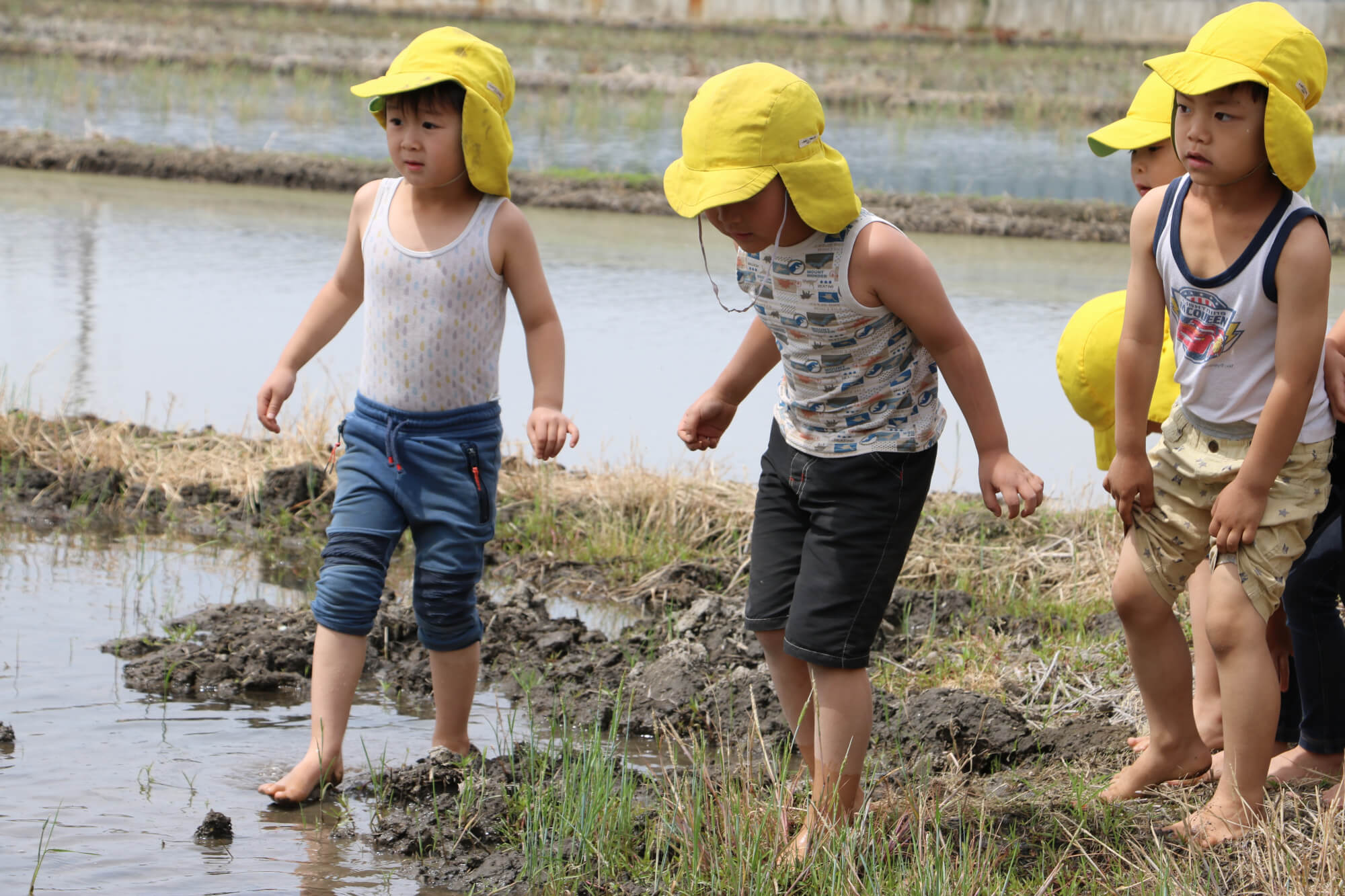 田んぼに入ろうとする子どもたち