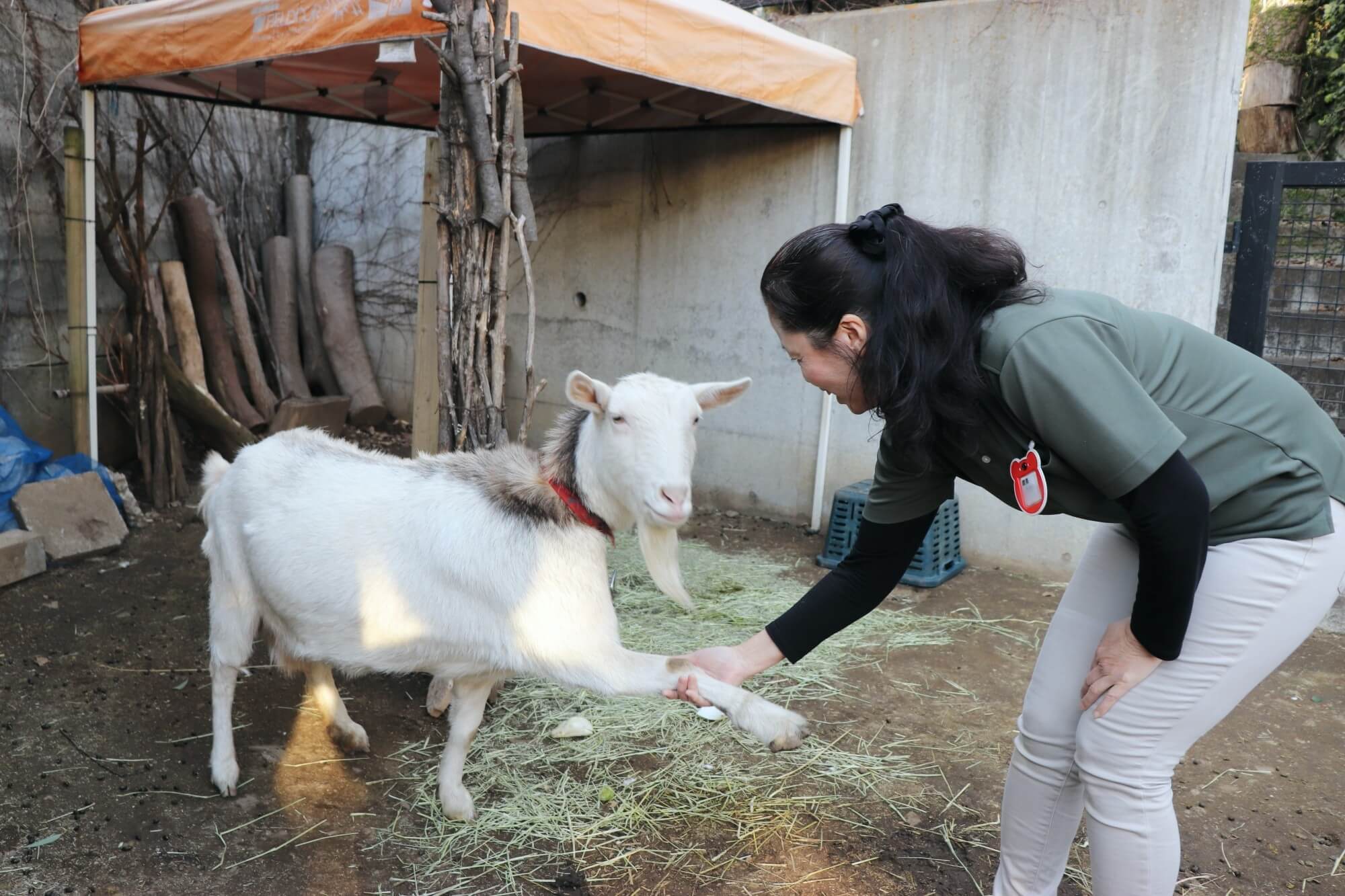 園長に「お手」をする池上どろんこ保育園の人気者、ヤギのミルクちゃん